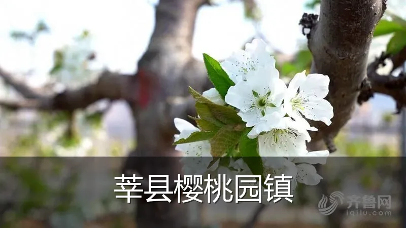莘县樱桃园镇